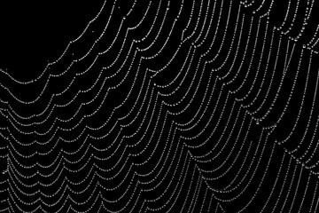 In the spider's web, fine art photography