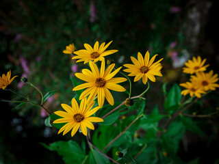 Jerusalem Artichoke or Helianthus Tuberosus flowers in bloom in the autumn meadow
