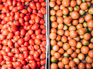 two crates of fresh Italian yellow and red tomatoes just picked from the countryside