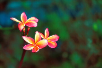 Plumeria red yellow white three flower and frangipani floral