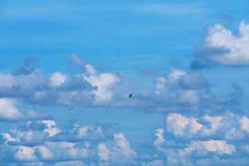 two birds flying on clear blue sky heap white cloud