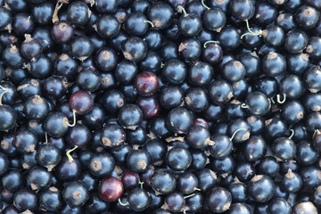 Harvested black currant.