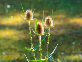 Obraz premium dried wild flowers in an outdoor Italian nature park walking in nature