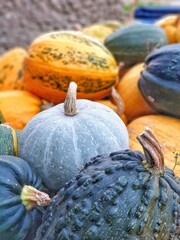 pumpkins on the halloween