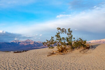 Mesquite flats in the death valley desert in sunset light