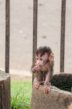 Baby Monkey Holding Hand To Face In Lopburi