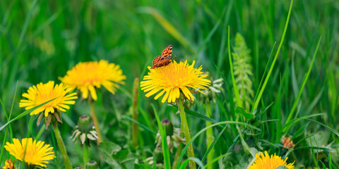 black orange butterfly is collecting nectar on a dandelion, Thuringia, Germany