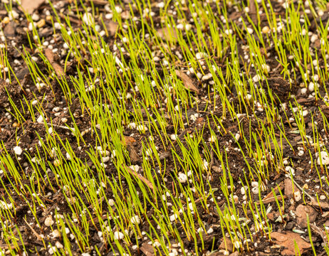 Small grass seedlings or blades emerging from the top soil in newly planted garden lawn showing new life and beginnings