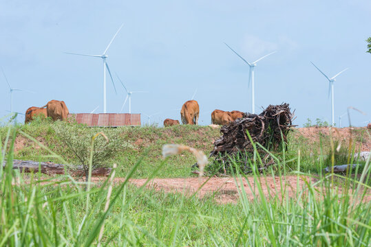 Cow eating grass in the meadow. On background the wind turbines for production of electricity.