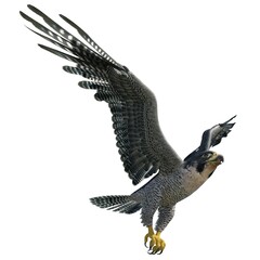 Peregrine Falcon 3d illustration isolated on white background
