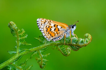Macro Photography of Moth on Twig of Plant.