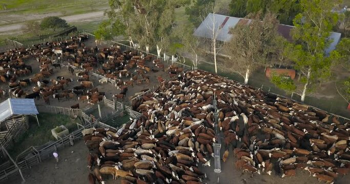 Aerial view of a farm with a stable full of cows, the cattle are waiting to be vaccinated.