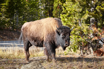 American bison (Bison bison) in Yellowstone National Park, Wyoming, USA.