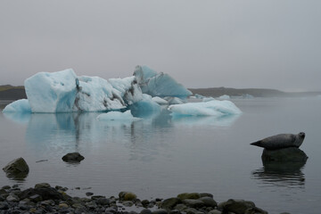 Seal sprawled on a stone in a lake at a glacier in iceland