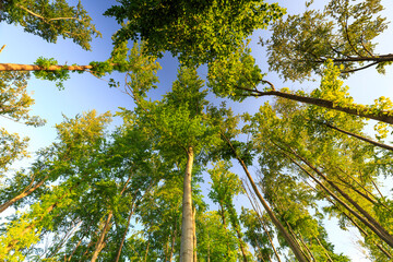 A perfect warm orange sunset floods a deciduous forest near Saalburg, Thuringia, Germany