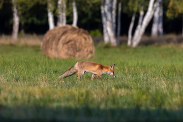 Młody lis rudy Vulpes vulpes na zielonej łące - naturalne środowisko lisa - krajobraz wiejski © PeterG