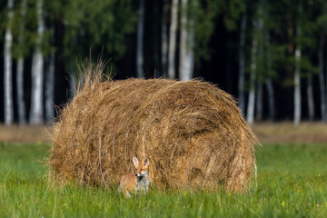 Lis rudy Vulpes vulpes na łące © PeterG