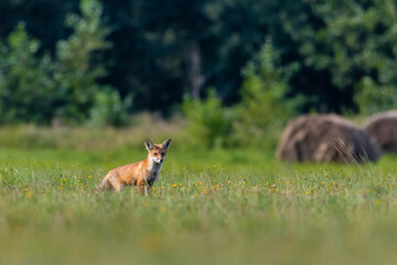 Naklejka na ściany i meble Młody lis rudy Vulpes vulpes na zielonej łące - naturalne środowisko lisa - krajobraz wiejski