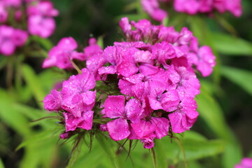 Obraz premium Bright pink phlox blooms in the summer garden