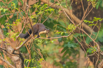 selective focus image of an Indian giant squirrel also known as Malabar squirrel or Giant squirrel walking on a tree branch at a rain forest in India
