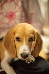 beagle puppy 