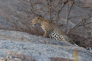 Image of adult Indian leopard with its twisted tail gracefully stretching with its right paw ahead on a rock and looking straight with small trees in the background in Rajasthan India
