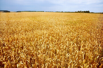 Wheat field with sunlight