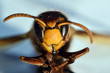 Nahaufnahme einer Hornisse