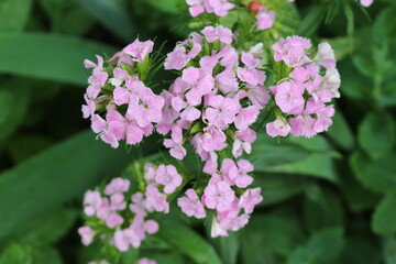 
Bright pink phlox blooms in the summer garden