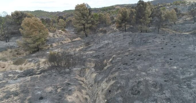 Bosque mediterr&aacute;neo quemado 4k