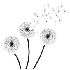 dandelion flower, vector