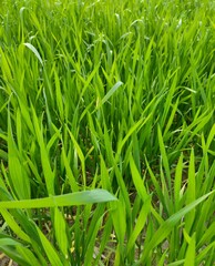 green grass background