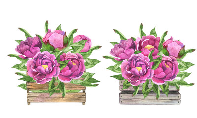 Watercolor peonies flowers bouquet. Pink flowers in flower pot