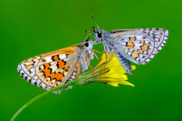 Macro Photography of Moth on Twig of Plant.