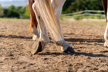 Close-up of a horse's hind legs and hooves in resting position on a horse pasture (paddock) at sunset. No horseshoes. Concepts of rest, relaxation and well-being. Background blur.