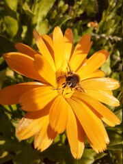 yellow flower and bee