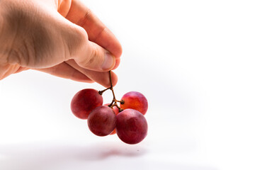 A bunch of red beautiful grapes in a man's hand picking the harvest on a white isolated background