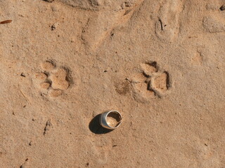 puma footprints in Argentina