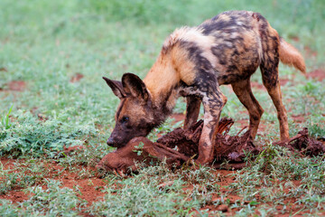 Fototapeta premium African wild dog eating from a warthog kill in Zimanga game reserve in South Africa