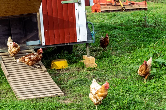 Free-range chicken (Bovan Brown) on a german organic farm, freely grazing at the modern wheeled henhouse.