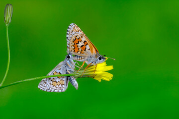 Macro Photography of Moth on Twig of Plant.