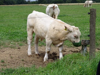 Charolais Kalb am Wasserspender auf der Weide