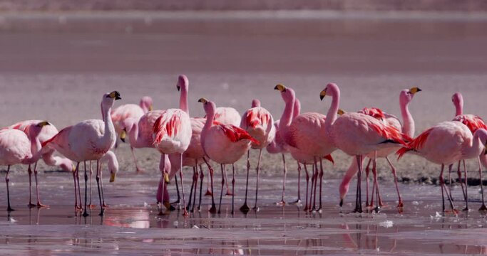 Pink flamingos in a group. Shot in Bolivia.