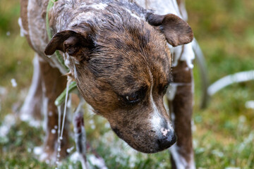 portrait of a dog