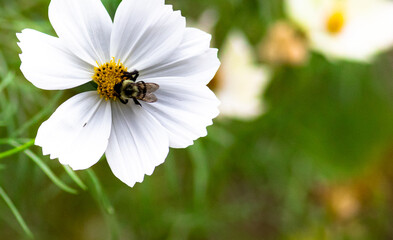 bee on flower