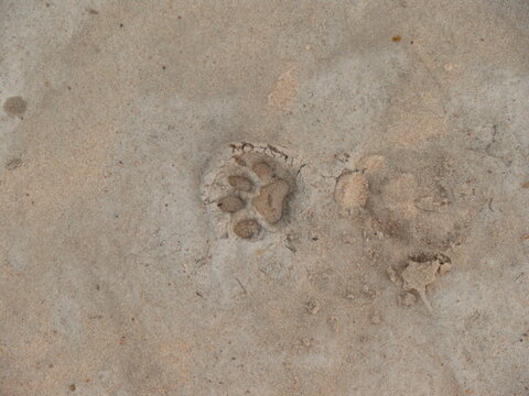 puma footprints in Argentina