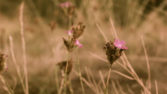 Flowers on hillside under the wind
