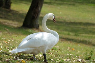 Beautiful swan in the grass with autumn leaves in nature