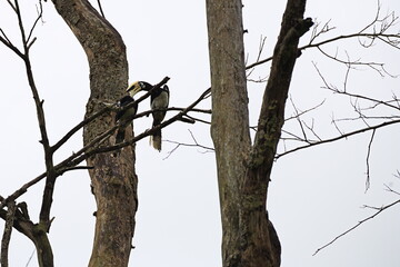An Oriental Pied Hornbill (Anthracoceros albirostris) grooms its mate.