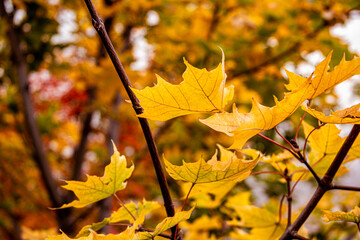 foliage of the autumn tree . It's a beautiful background.